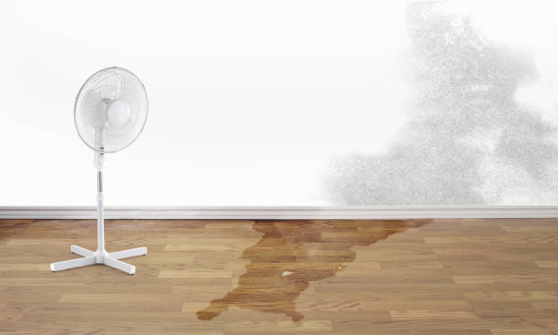 Best Water damage contractors near me  in Cleves, OH